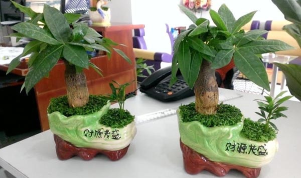 5 loại cây để bàn giám đốc thu hút tài lộc