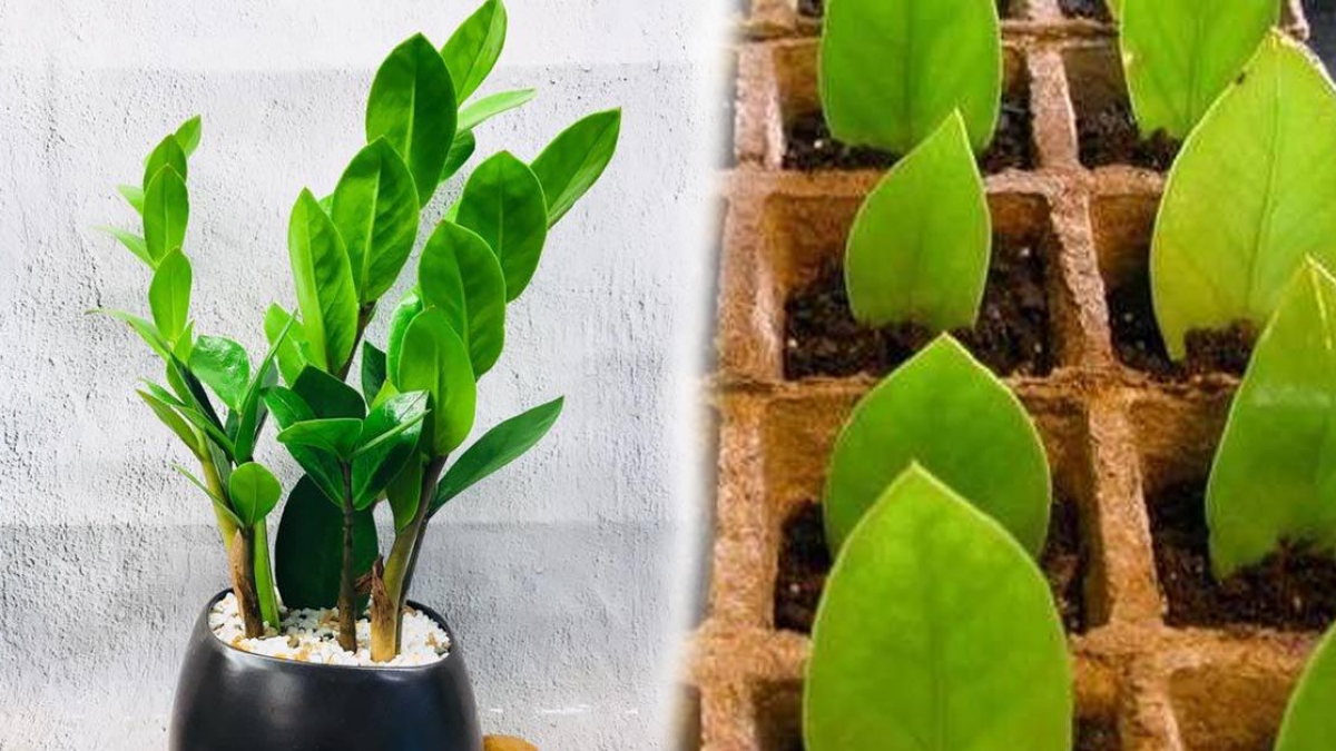 Cây kim tiền thu hút nhiều tài lộc cho gia chủ